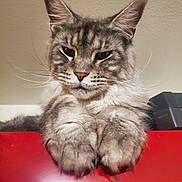 Willow participe au concours pour gagner de l'argent avec cette photo : cat, fluffy, paws, close_up, pet, feline, animal, portrait, indoor, whiskers, ears, face, fur, cute, looking_down, red_surface, relaxed, majestic, domestic_cat, muzzle