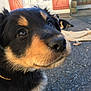 puppy, dog, close_up, outdoor, black_and_tan, curious, pet, animal, fur, cute, young, face, nose, ears, eyes, ground, house, shutters, daylight, domestic