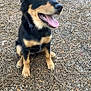 dog, puppy, black_and_tan, sitting, outdoor, pine_needles, dirt, tongue_out, happy, ears_up, pet, animal, nature, canine, playful, young_dog, fur, collar, smiling, excited