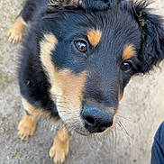 Mayko a rejoint le concours — aidez-le/la à gagner de superbes lots ! puppy, dog, black_fur, tan_fur, close_up, curious, ears, whiskers, nose, outdoor, dirt, shoe, white_sneaker, pet, animal, young_dog, looking_up, fur, muzzle, canine