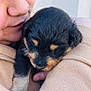 person, puppy, dog, close_up, cuddling, face, sleepy, fur, coat, warm, affection, cute, animal, pet, snuggle, skin, eyelashes, hand, nose, soft