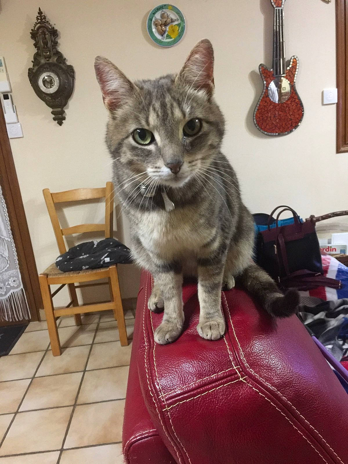 Logan a rejoint le concours — aidez-le/la à gagner de superbes lots ! american_shorthair, asian, carnivore, cat, domestic_short_haired_cat, dragon_li, european_shorthair, felidae, german_rex, korat, mammal, small_to_medium_sized_cats, tabby_cat, vertebrate, whiskers