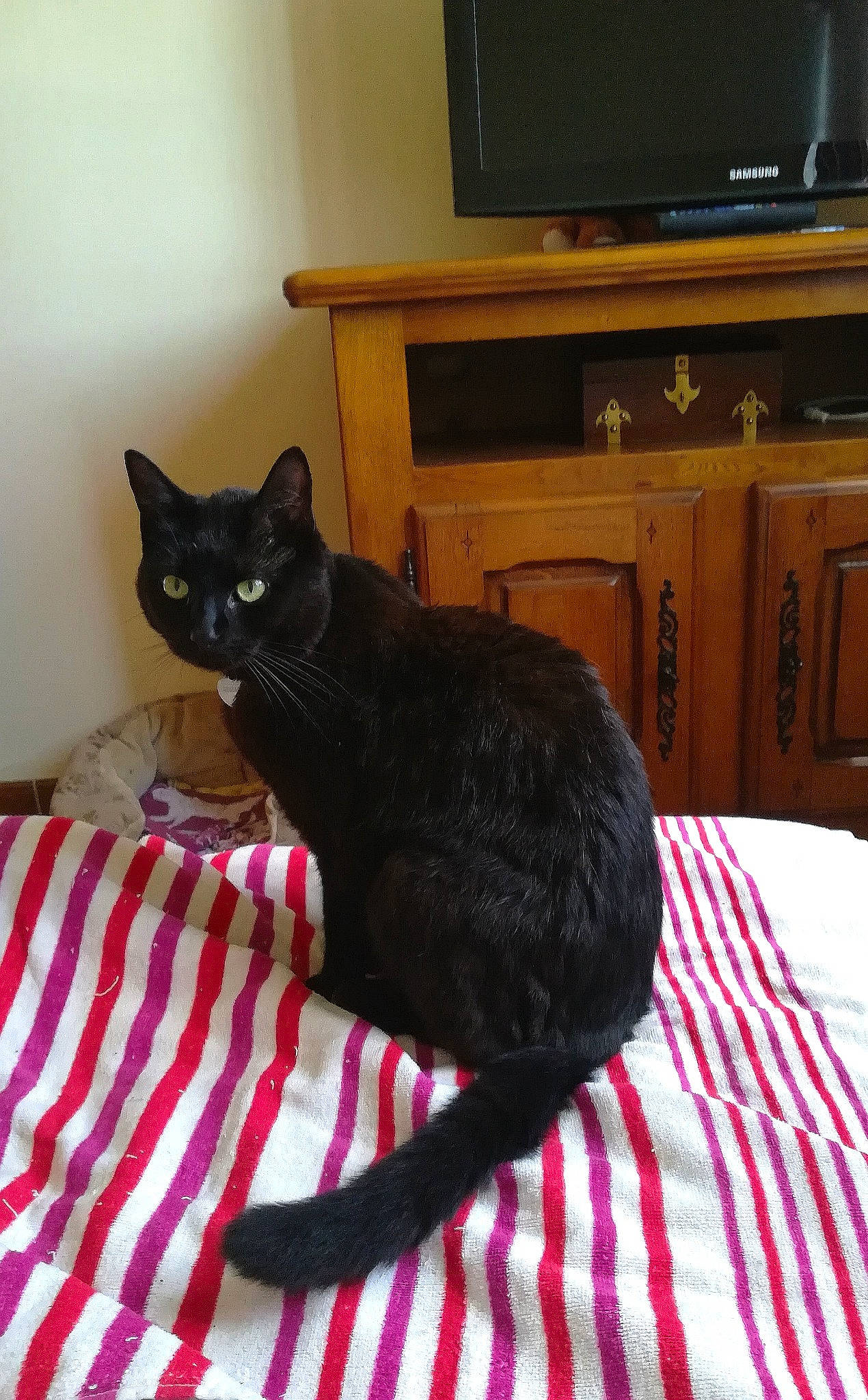 MojitO participe au concours pour gagner de l'argent avec cette photo : asian, black, black_cat, bombay, carnivore, cat, domestic_short_haired_cat, european_shorthair, felidae, furniture, mammal, small_to_medium_sized_cats, whiskers