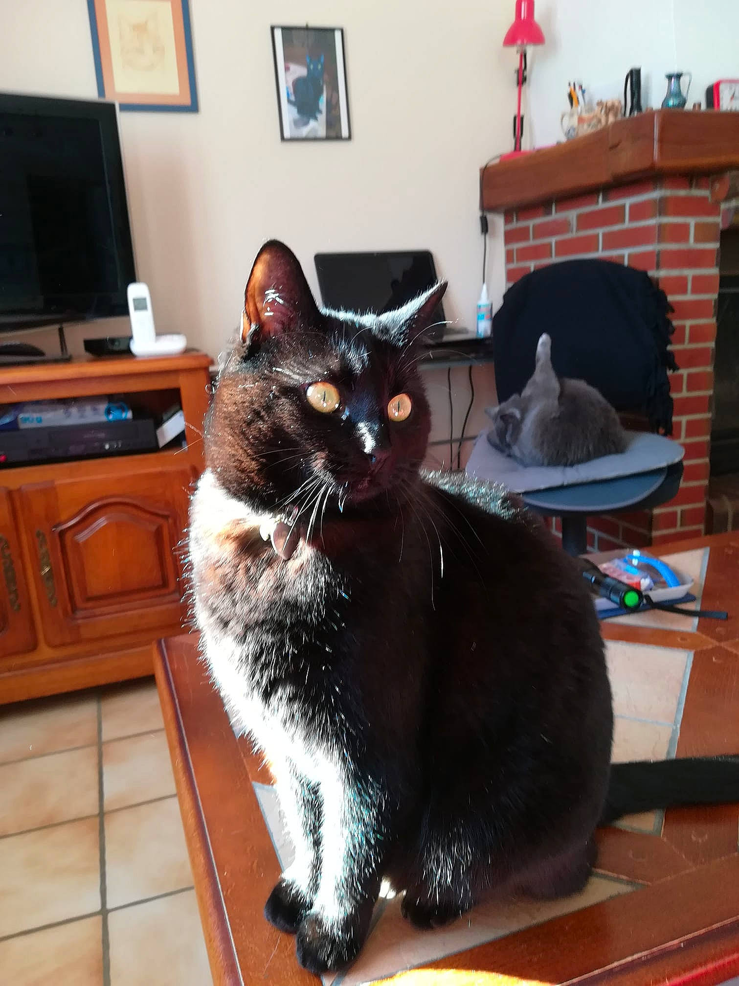 MojitO participe au concours pour gagner de l'argent avec cette photo : asian, black_cat, carnivore, cat, domestic_short_haired_cat, european_shorthair, felidae, mammal, small_to_medium_sized_cats, whiskers