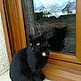 Jiliane participe au concours pour gagner de l'argent avec cette photo : aegean_cat, black_cat, bombay, cat, cat_like_mammal, chartreux, domestic_short_haired_cat, european_shorthair, small_to_medium_sized_cats, whiskers, window