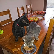 Jiliane a rejoint le concours — aidez-le/la à gagner de superbes lots ! black_cat, carnivoran, cat, cat_like_mammal, chair, dog, dog_breed_group, dog_like_mammal, flooring, furniture, kitten, mammal, small_to_medium_sized_cats, table, whiskers