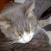 Grizon a rejoint le concours — aidez-le/la à gagner de superbes lots !