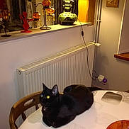 Blacky a rejoint le concours — aidez-le/la à gagner de superbes lots !