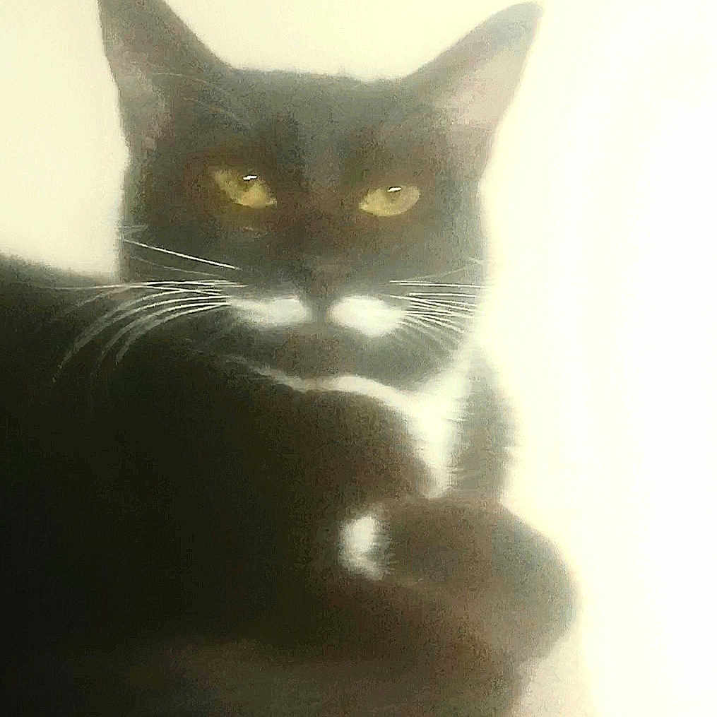 Stash joined the competition — help win amazing prizes! abyssinian, animal, blackcat, cat, egyptiancat, kitten, manx, pet