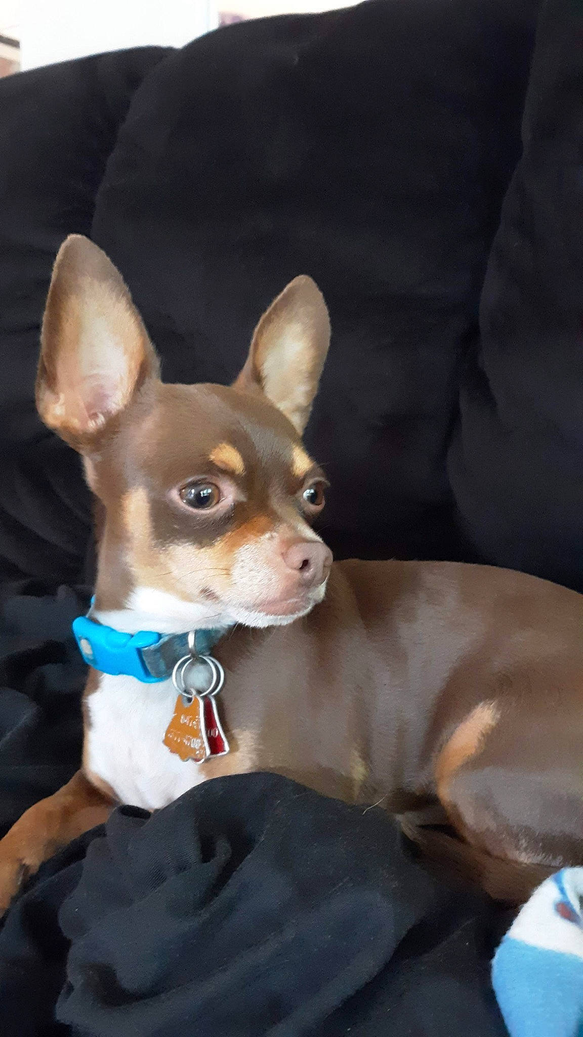 Max is registered to the contest to win money with this photo: ancient_dog_breeds, brown, canidae, carnivore, chihuahua, collar, companion_dog, corgi_chihuahua, dog, dog_breed, ear, fawn, non_sporting_group, puppy, russkiy_toy, snout, sporting_group, toy_dog, whiskers, working_animal