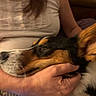 Archibald participe au concours pour gagner de l'argent avec cette photo : black_fur, brown_fur, close_up, cuddling, dog, fur, hand, home, human, indoor, pet, portrait, relaxed, sleeping, smartphone, snout, sofa, tri_color_dog, whiskers, white_fur