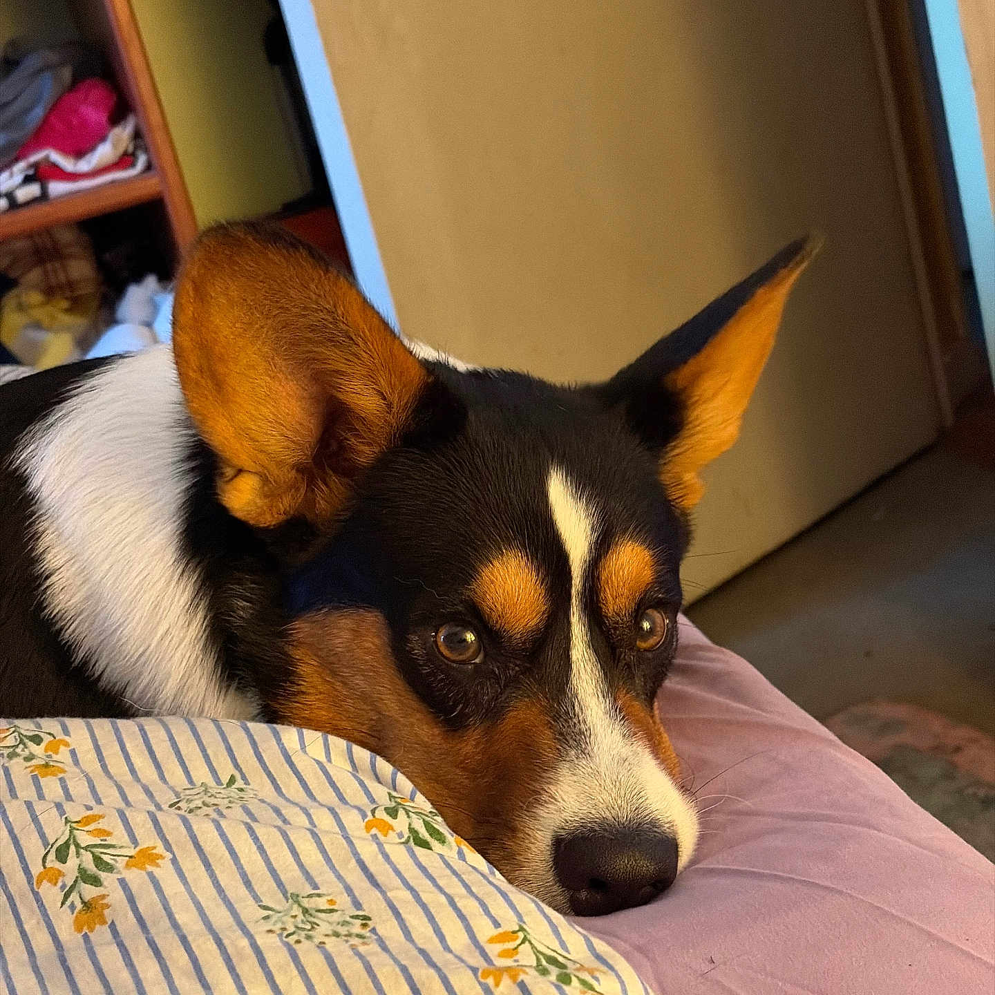Archibald