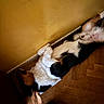 belly_up, colorful_toy, dog, fluffy, fur, home, indoor, lying_down, paws, pet, playful, portrait, relaxed, sleeping, top_view, toy, tricolor_dog, wall, wooden_floor, yellow_wall