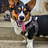 animal, black_white_brown, close_up, collar, dog, floppy_ears, front_paws, happy, harness, large_ears, open_mouth, outdoor, pet, photography, portrait, puppy, stairs, standing, tongue, tricolor