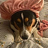 Archibald participe au concours pour gagner de l'argent avec cette photo : animal, bed, bedding, bedroom, black_and_white, blanket, bonnet, brown, close_up, cozy, cute, dog, funny, indoors, lying_down, pet, pink, portrait, sleepy, tricolor