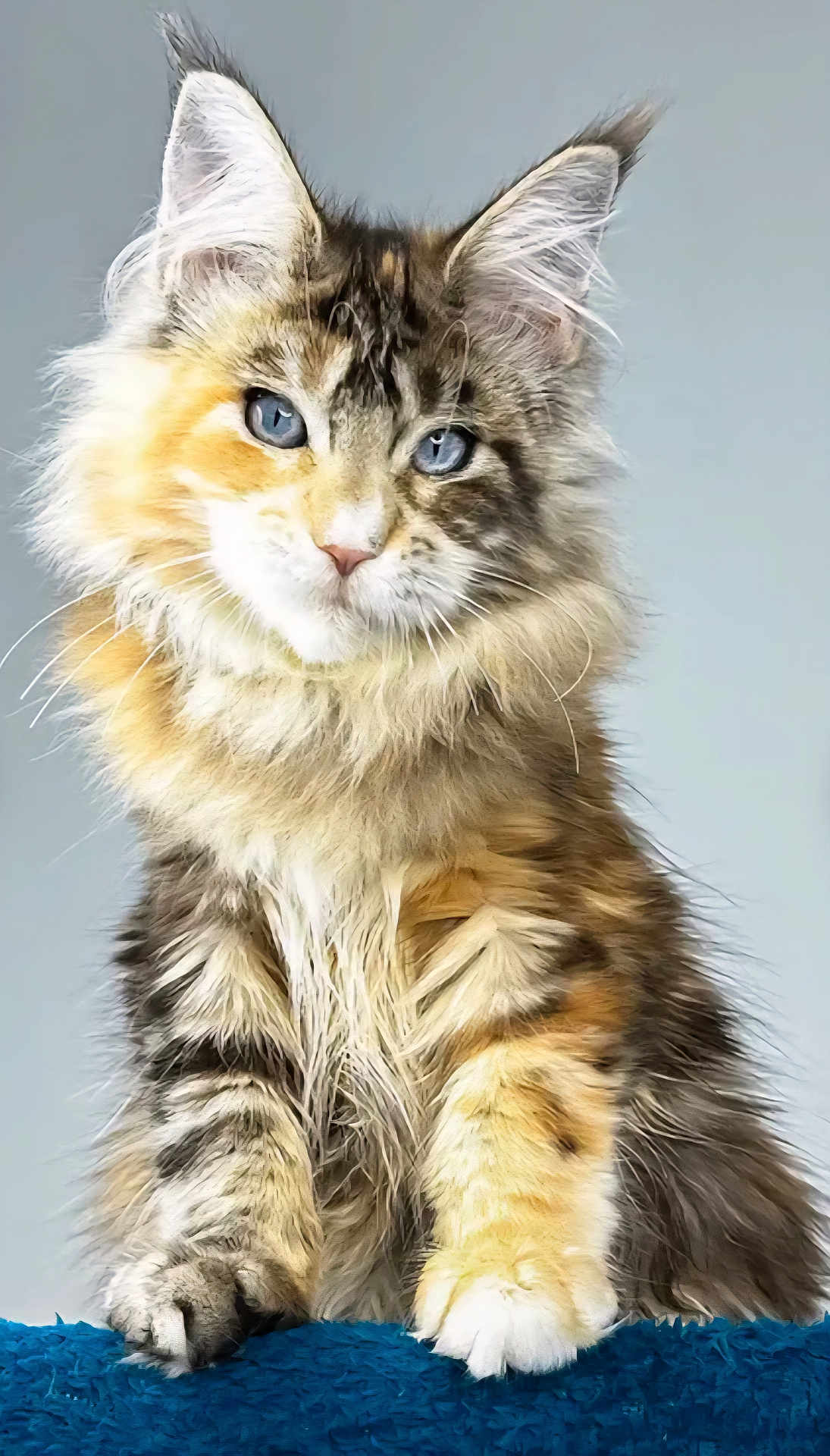 Mitzy May is registered to the contest to win money with this photo: cat, fluffy, blue_eyes, sitting, furry, pet, animal, portrait, indoor, cute, feline, whiskers, tabby, soft, close_up, curious, domestic_animal, mammal, young, furry_paws