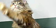 Mitzy May is registered to the contest to win money with this photo: animal, cat, cute, domestic_cat, ears, feline, fur, furry, green_background, indoor, long_hair, looking_up, paw, pet, playful, sitting, swipe, tabby, whiskers, white_surface