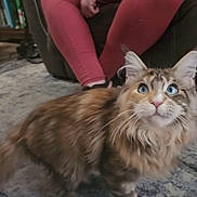 Mitzy May is registered to the contest to win money with this photo: animal, blue_eyes, blurred_background, bookshelf, carpet, cat, couch, curious, domestic, floor, fluffy, furniture, home, indoor, long_hair, person, pet, red_pants, sitting, whiskers