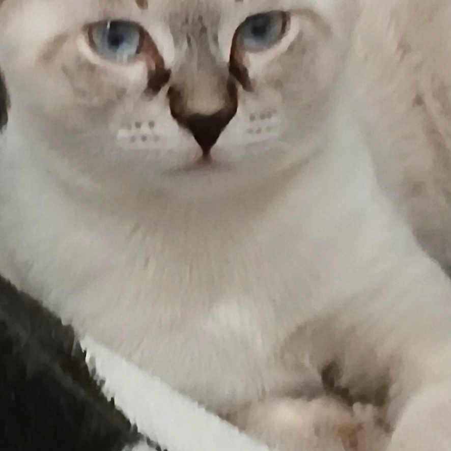 Flocoon participe au concours pour gagner de l'argent avec cette photo : animal, blanket, blue_eyes, cat, close_up, cream_color, cute, domestic_animal, ears, feline, fur, indoor, mammal, pattern, paw, pet, relaxed, resting, sleepy, whiskers