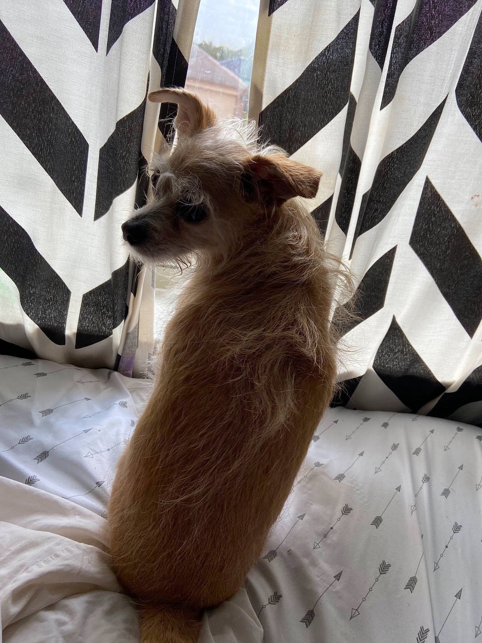 Mama Dog is registered to the contest to win money with this photo: canidae, carnivore, cat, chihuahua, dog, fawn, mammal, whiskers