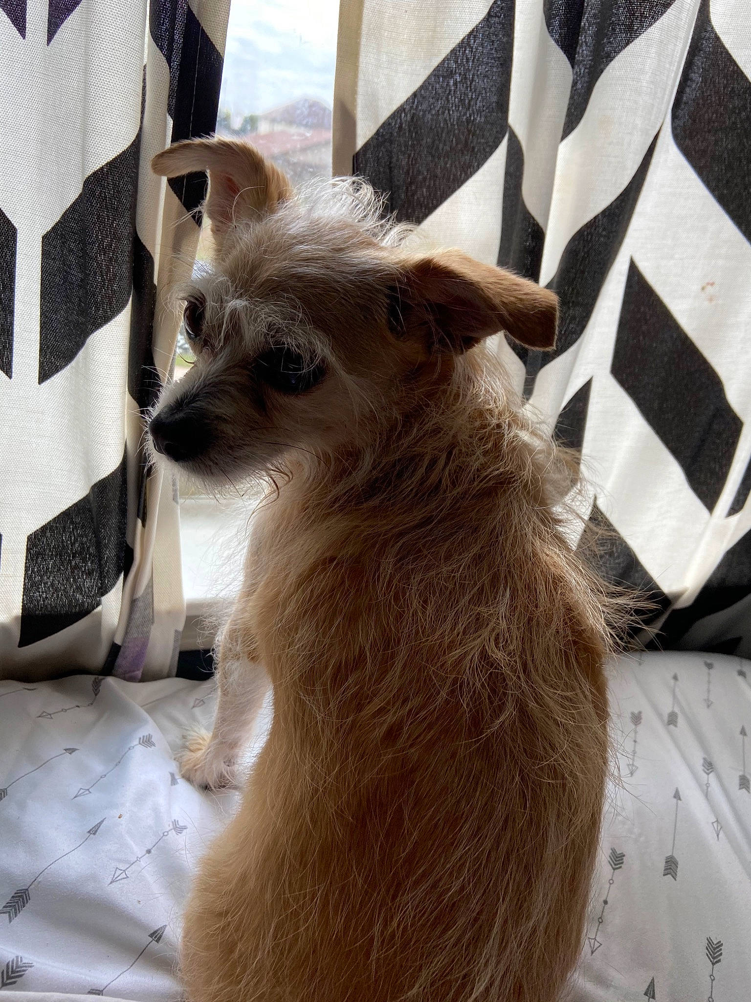 Mama Dog joined the competition — help win amazing prizes! canidae, carnivore, chihuahua, companion_dog, dog, dog_breed, fawn, mammal, norwich_terrier, puppy, snout, toy_dog, whiskers