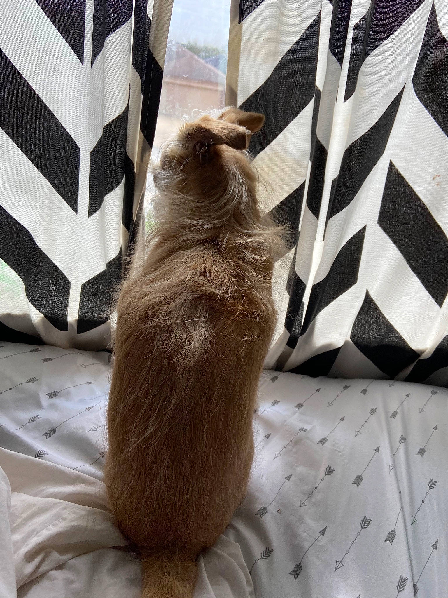 Mama Dog joined the competition — help win amazing prizes! cat, fawn, fur, prairie_dog, squirrel, tail, whiskers