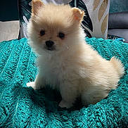Shiver participe au concours pour gagner de l'argent avec cette photo : animal, blanket, companion, cozy, curious, cute, dog, domestic, fluffy, fur, furniture, household, indoor, pet, puppy, sitting, small_dog, teal_blanket, texture, young_dog