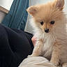 Shiver participe au concours pour gagner de l'argent avec cette photo : animal, blanket, companion, couch, cozy, curious, curtain, cute, cute_pet, dog, domestic_animal, fluffy, fur, indoors, pet, puppy, sitting, small, soft, young