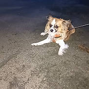 Zara a rejoint le concours — aidez-le/la à gagner de superbes lots ! alert, alone, animal, beach, canine, coast, dark, dog, fur, leash, nature, night, nighttime, outdoor, pet, quiet, sand, shore, small_dog, water