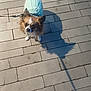 Zara participe au concours pour gagner de l'argent avec cette photo : dog, small_dog, blue_sweater, leash, pavement, shadow, outdoor, animal, pet, curious, walking, brown_and_white, fur, ears, cute, companion, daylight, sidewalk, looking_up, canine