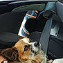 dog, person, sunglasses, car, seatbelt, mountain, window, harness, fur, closeup, pet, travel, roadtrip, comfort, resting, seat, nature, outdoor, companion, relaxation