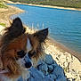 dog, outdoor, lake, rocks, water, sky, nature, animal, ears, fur, landscape, mountains, daytime, canine, pet, calm, blue_sky, reflection, scenery, wildlife