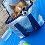 dog, small_dog, insulated_bag, silver_bag, beach, sand, blue_mat, water_bottle, relaxing, resting, outdoor, pet, cozy, summer, sunny, animal, cute, sleeping, canine, leisure