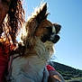 dog, person, outdoor, sunlight, blue_sky, hill, curly_hair, bracelet, pet, candid, daylight, fur, small_dog, portrait, nature, animal, holding, leash, casual, happy