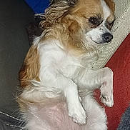 Zara participe au concours pour gagner de l'argent avec cette photo : dog, pet, lying_down, couch, indoor, relaxed, fluffy, white_fur, brown_fur, cozy, close_up, paw, fur, animal, mammal, companion, cute, small_dog, resting, home