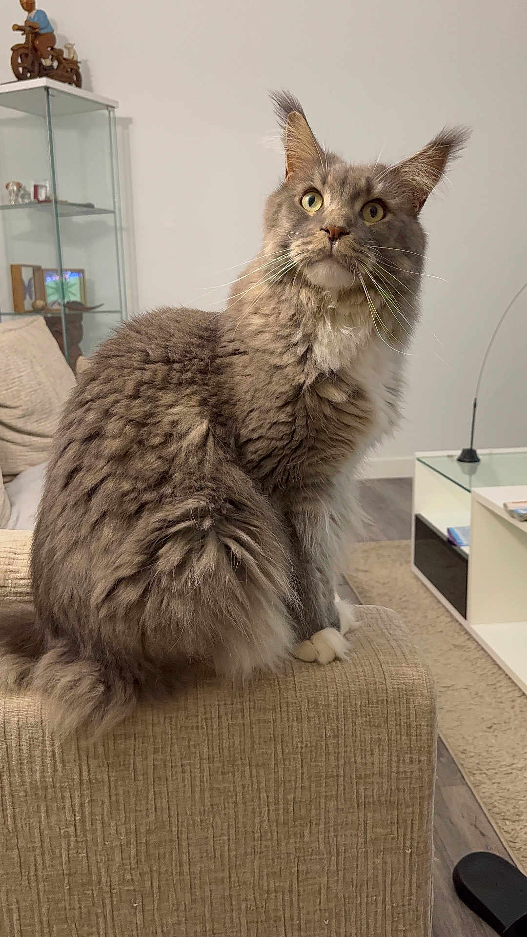 Tosco a rejoint le concours — aidez-le/la à gagner de superbes lots ! cat, fluffy, gray, pet, indoor, living_room, couch, furniture, curious, ears, whiskers, fur, eyes, armrest, home, cozy, sitting, domestic_animal, mammal, feline