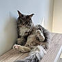 cat, fluffy, gray, white, long_tail, relaxed, indoor, wooden_surface, pet, feline, whiskers, ears, paws, fur, sitting, resting, cute, animal, domestic, portrait