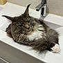 cat, fluffy, gray_cat, white_fur, sink, bathroom, faucet, relaxed, pet, domestic_cat, fur, whiskers, ears, animal, indoor, resting, cute, mammal, household, portrait