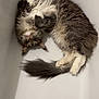 Tosco a rejoint le concours — aidez-le/la à gagner de superbes lots ! cat, bathtub, fluffy, gray, white, pet, animal, fur, cute, relaxed, indoor, paw, tail, curled_up, looking_up, domestic, mammal, whiskers, sleepy, cozy