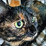 alert, animal, cat, close_up, closeup, cute, domestic, eye, face, feline, focus, fur, green_eyes, indoor, mammal, nose, pet, portrait, tortoiseshell, whiskers