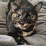 animal, blanket, cat, close_up, comfort, cozy, feline, fur, green_eyes, home, indoor, legs, pet, portrait, relaxed, resting, socks, soft_texture, tortoiseshell, whiskers