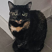 Crunch participe au concours pour gagner de l'argent avec cette photo : cat, tortoiseshell, animal, pet, fur, green_eyes, sitting, floor, corner, indoor, looking, cute, feline, whiskers, ears, tail, domestic, mammal, quiet, calm