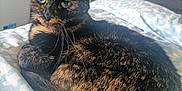 Crunch a rejoint le concours — aidez-le/la à gagner de superbes lots ! cat, tortoiseshell, feline, pet, animal, fur, whiskers, bed, blanket, patterned, indoor, cozy, resting, cute, domestic, sleepy, closeup, relaxed, ears, eyes