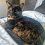 animal, bed, blanket, cat, closeup, cozy, cute, domestic, ears, eyes, feline, fur, indoor, patterned, pet, relaxed, resting, sleepy, tortoiseshell, whiskers