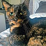 Crunch a rejoint le concours — aidez-le/la à gagner de superbes lots ! cat, tortoiseshell_cat, feline, pet, indoor, close_up, fur, green_eyes, whiskers, bed, blanket, relaxing, animal, cozy, domestic, portrait, soft_light, home, resting, cute