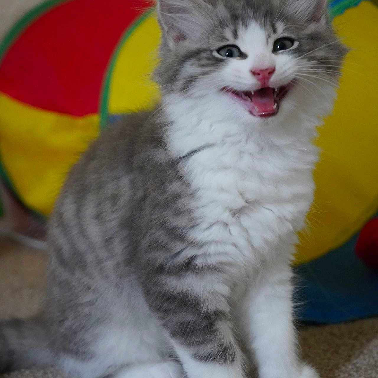 Miso joined the competition — help win amazing prizes! abyssinian, angora, animal, bodypart, cat, cushion, face, head, homedecor, indoors, kitten, manx, mouth, person, pet, photography, portrait, siamese, teeth, tongue