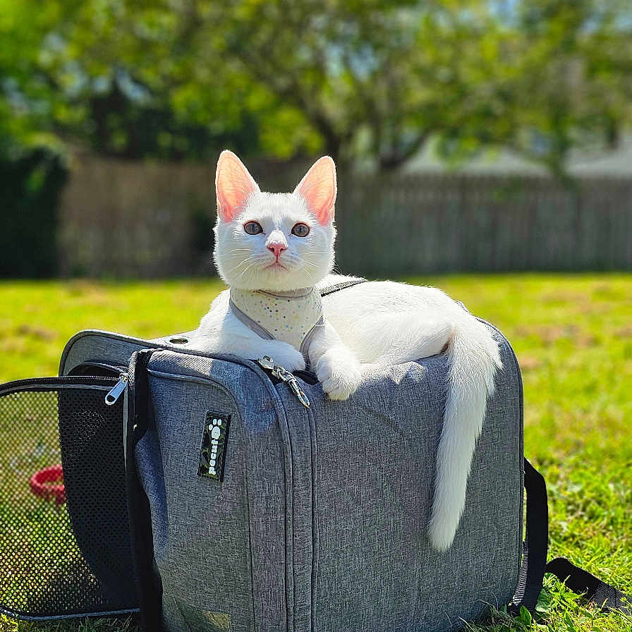 Tofu