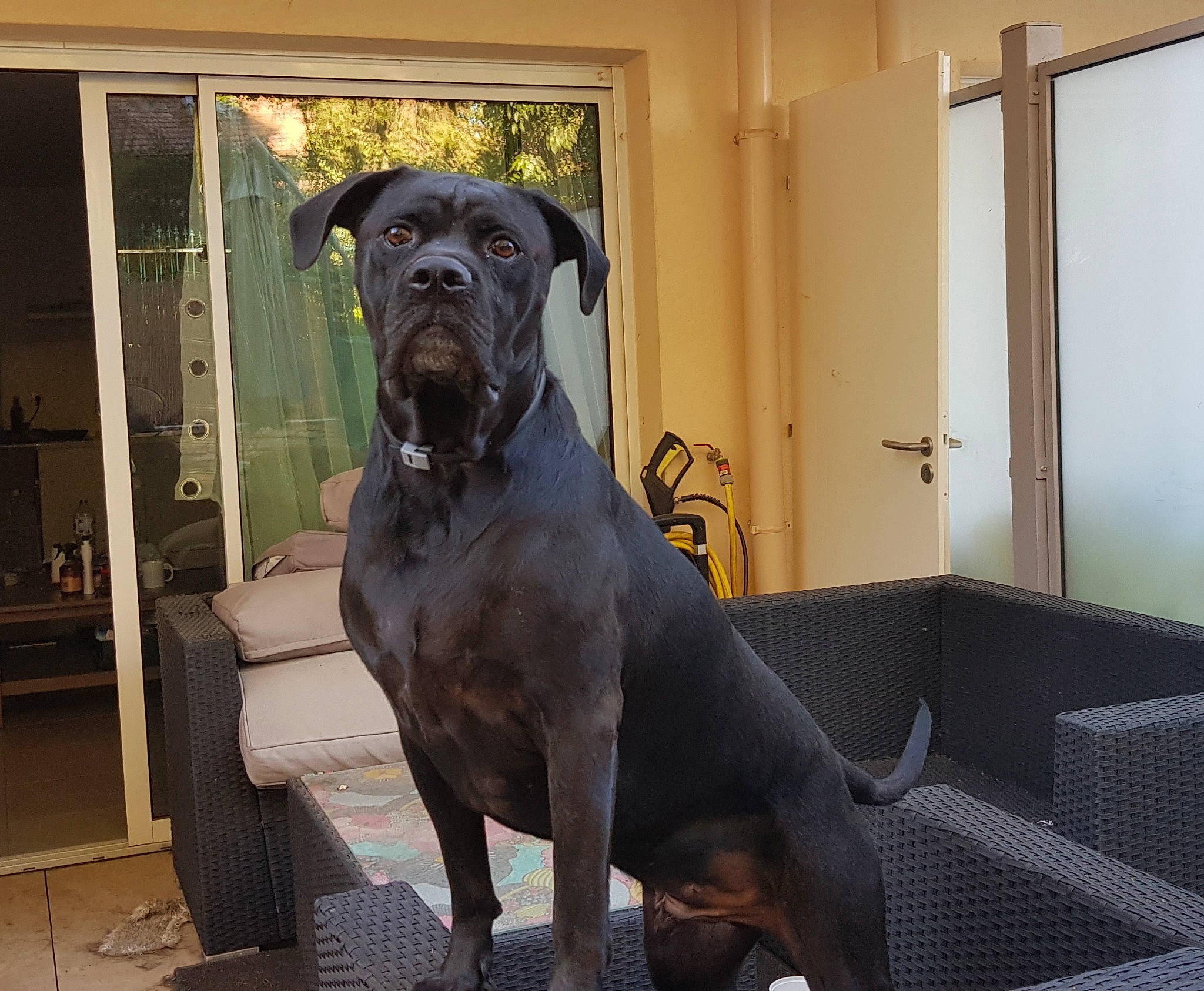 Hutch participe au concours pour gagner de l'argent avec cette photo : canidae, carnivore, chair, comfort, companion_dog, couch, dog, dog_breed, door, fawn, fixture, guard_dog, liver, snout, sporting_group, studio_couch, terrestrial_animal, window, working_animal, working_dog