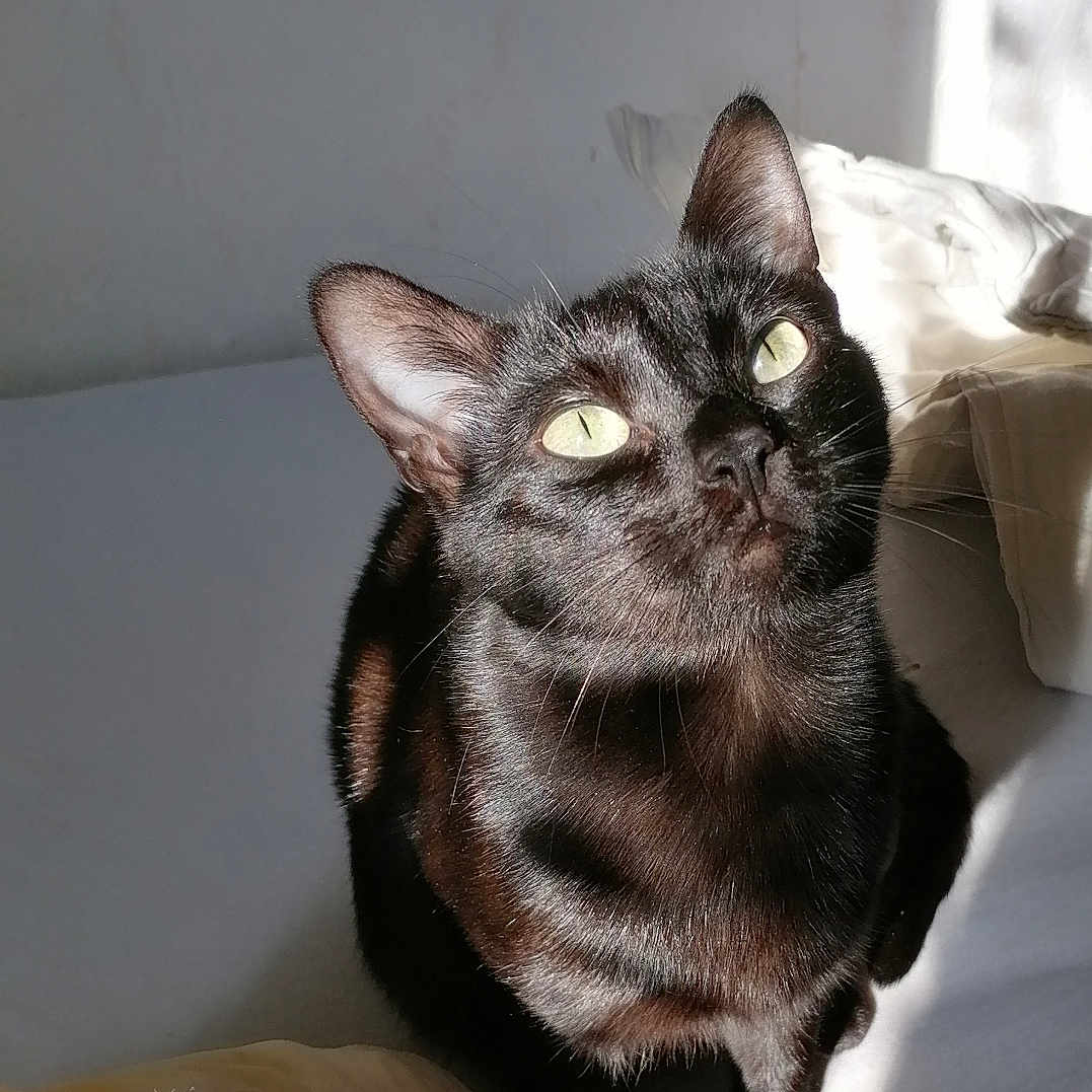 Chouquette a rejoint le concours — aidez-le/la à gagner de superbes lots ! abyssinian, animal, bed, blackcat, blanket, cat, couch, cushion, furniture, homedecor, kitten, manx, pet