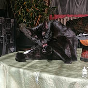 Chouquette participe au concours pour gagner de l'argent avec cette photo : accessories, animal, bag, bird, blackcat, cat, chair, couch, flower, furniture, handbag, kitten, manx, pet, plant, plywood, pottedplant, tablecloth, velvet, wood